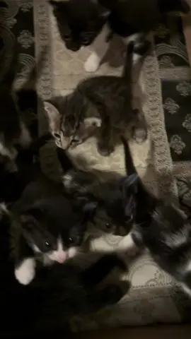 Why are they so stinkin cute 🥹 #babycats #kitties #babykittens #catvideo #kitten 