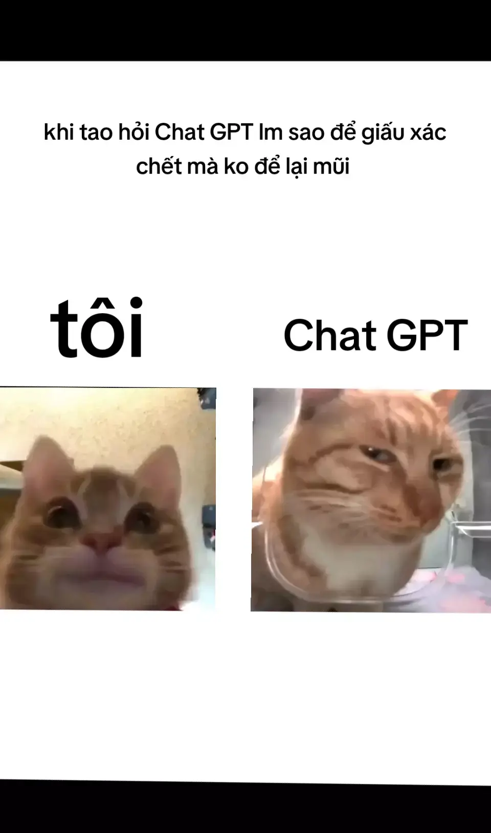 ko có tiêu đề #xuhuong #meme #haihuoc #GPT 