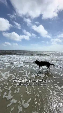 Made my dream come true and took my dogs to see the beach! 🥹 They loved it so much! #husky #rescuedog #huskiesoftiktok #huskylife #beach 