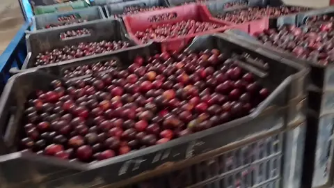 CAMU CAMU POR MAYOR APARTIR DE 20 KILOS A MAS  #pucallpaperú🌴🦜🐍🐢🦥  #tingomaria_perú💚  #limaperu🇵🇪 