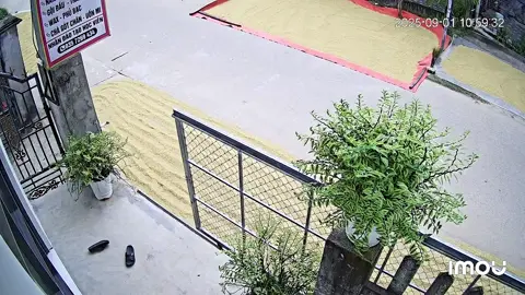 Ông trời khóc có vài giọt thuii á🥲 ai ở quê mùa này sẽ hiểu😭😭#76quangngai #chạybộ #binhsonquangngai #xh 