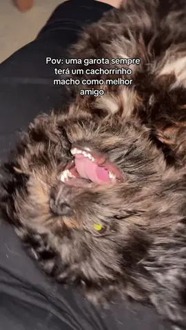 Meu Harry 😭😭😭😭😭 #foryou #cachorros #animaisnotiktok #fyp #vaiprofycaramba 