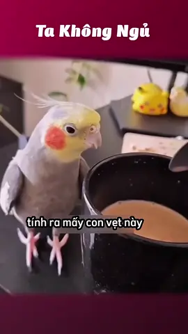 Đồ bắt chước🦜 #takhongngu 