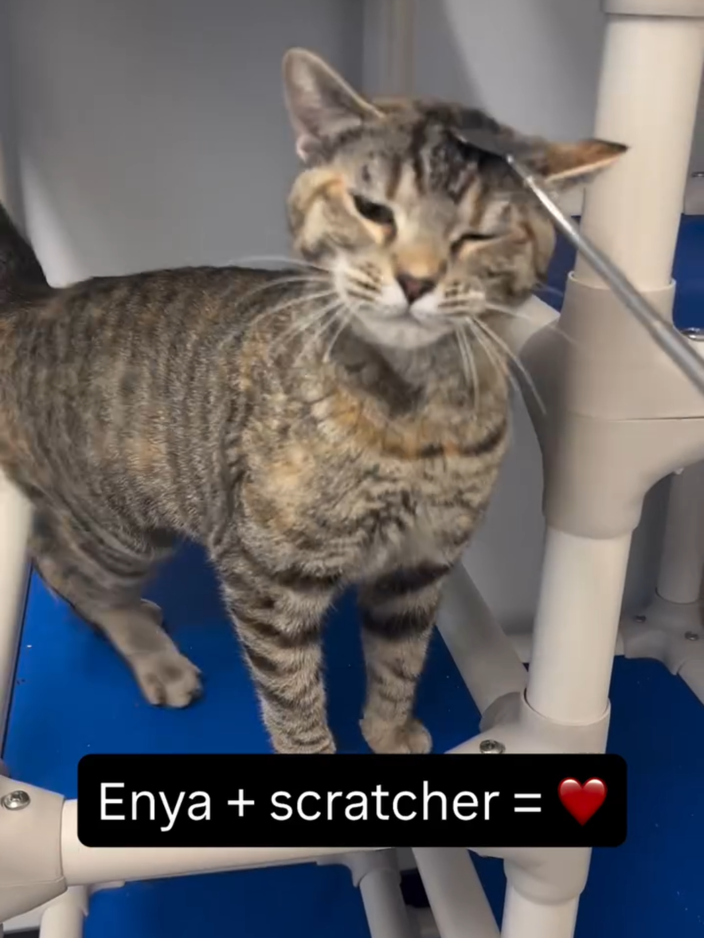 Enya's true love is her back scratcher ❤️ #petadoption #adoptdontshop #adoption #rescue #pets #catsofinstagram #adopt #animalrescue #cats #petsofinstagram #animals #adoptapet #rescuecat #pet #catlover #adoptables #petlovers #petadoptions #cat #rescueme #catrescue #kitsaphumanesociety #kitsaphumane #kitsapcats #adoptacat #adoptdontshop #adoptablecats #sheltercat