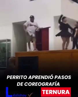 😍🐶 #TernuraTotal | En medio de un baile folclórico, este perrito no pudo contener la emoción y terminó ¡bailando al ritmo de los artistas! 💃✨❤️ La alegría también tiene cuatro patas 🐾🎶. 👉 Síguenos en Léalo Hoy para disfrutar las noticias que también sacan sonrisas. #NoticiasPositivas #Quindío #folclor 