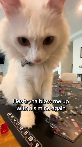 He's really trying guys🤯😽 #cats #nimbus #cat #evilcat #catsoftiktok 