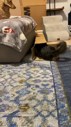 Long dog, long box 🤣  ##louieandbongo #wienerdog #minidachshund #dachshundsoftiktok #dachshund #puppy #dogsoftiktok #foryoupage #dachshundpuppy #dacshundsoftiktok 