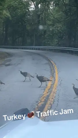Doesn’t everyone start their day in a Turkey traffic jam. #country #countrylife #turkey #turkeys #countrygirl 