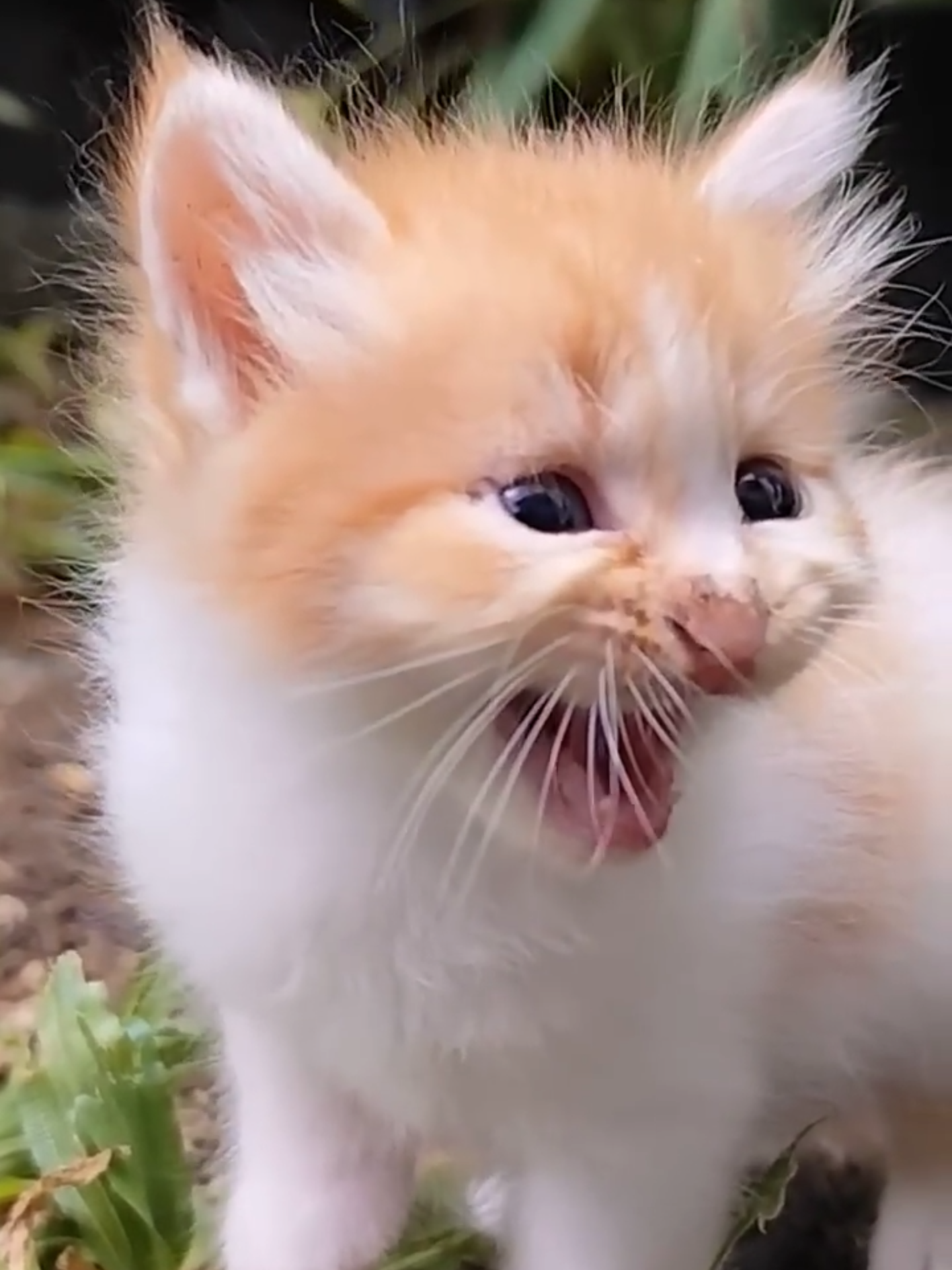 Anak Kucing Lucu Memanggil Ibunya #meongmeong #kitten #suarakucing #kucingimutkucinggemes  #catmeow #catmeowing #fypシ #viral #kucingimut