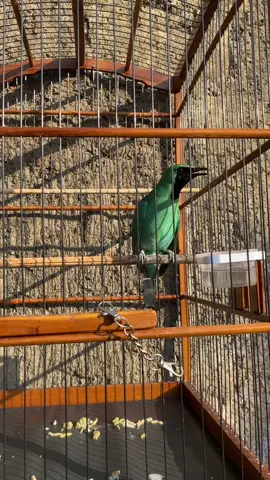 ciri-ciri cucak ijo siap di lombakan kotoran padat tidak encer #cucakijoindonesia #cucakijoprestasi #cucakijo #jamtrokmania #cucakijohyper #fypage 