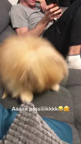 The sneeze is bigger than the dog #dog #sneeze #dogsoftiktok #funnyvideos #fyp 