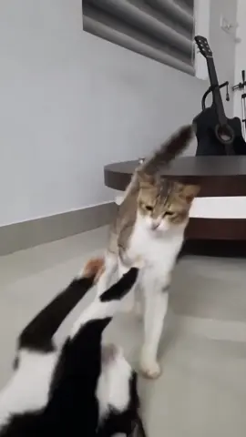 POV: You're the WWE commentator for this heavyweight title match 😂 Who won? VOTE IN COMMENTS! 👇🐈 #CatFightClub #cat #pet #usa #WWE 