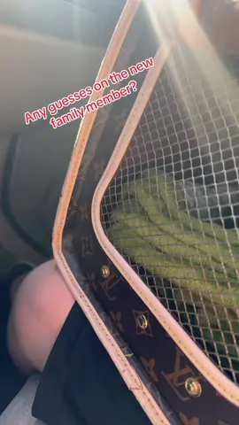 Here we go again! #LanguageLearning #fyp #fypシ #fypシ゚viral #newfamilymember 