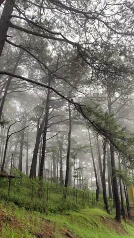 Living gently, breathing Baguio peace✨ #baguio #baguiocity #baguiofeels #fyp 
