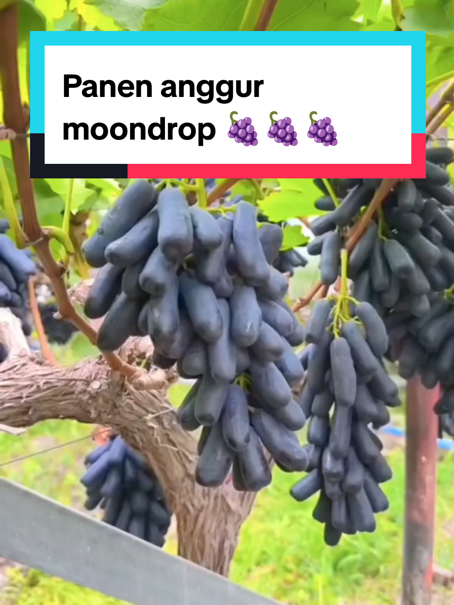 Panen anggur moondrop 🍇  #anggur #video #fyp #tiktokvideo #viral 