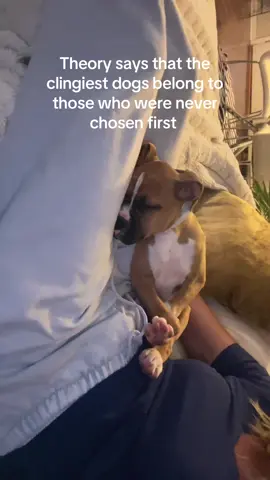 It’s why I will always have a boxer .   My sweet Mabel 🩷