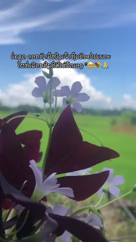 #ขึ้นฟีดไครบ้างเนี่ยย🥺🦋💗 #ขึ้นฟีดไครบ้างเนี่ย🥹🙏🥀 #✌️🥀จะฟีดมั้ยเนี่ยย🥺 #สตอรี่ม้ง🦋✨ 