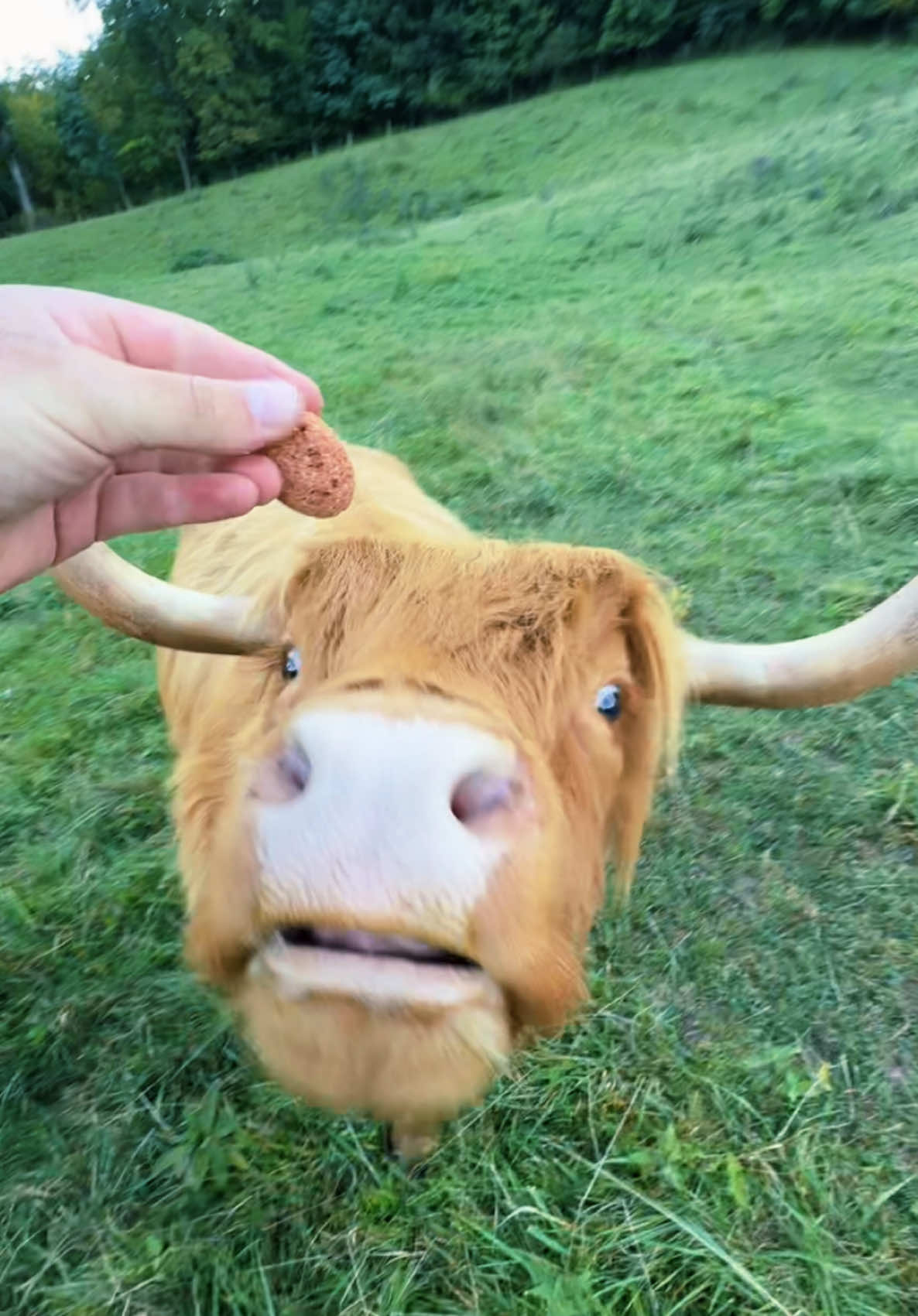 Mina likes her treats #highlandcow #farm #farmlife #ranch #ranchlife #cowsoftiktok #animalsoftiktok #cows #fluffycow #farmland #highlandridgeranch #minicow #minicows #minicowsoftiktok