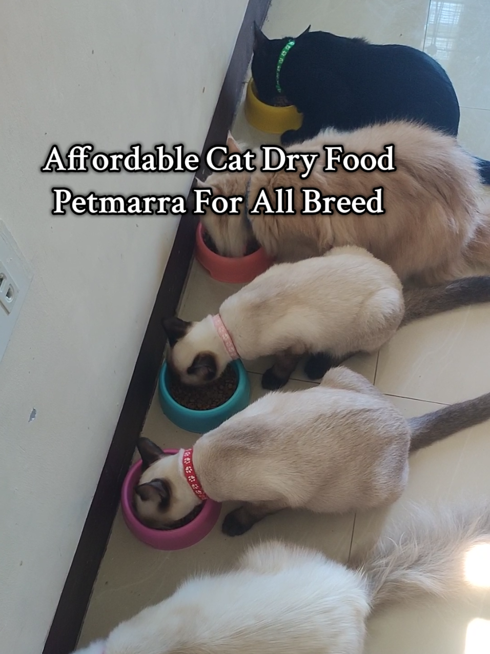 Petmarra cat dry food. #petmarra #petmarracatfood #petlovers #fyppppppppppppppppppppppp 