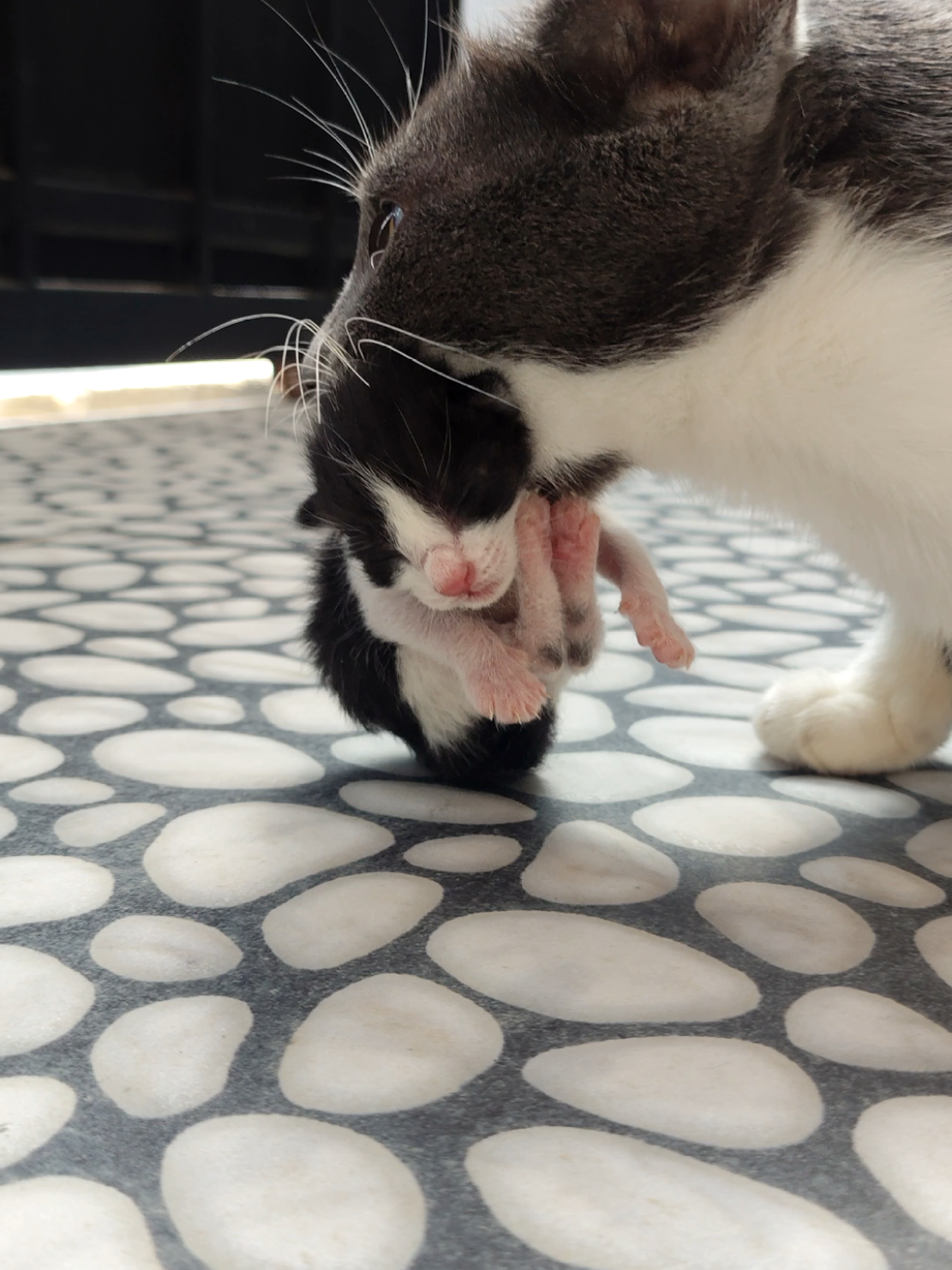 Mau di Bawa Kemana Sih Menggg