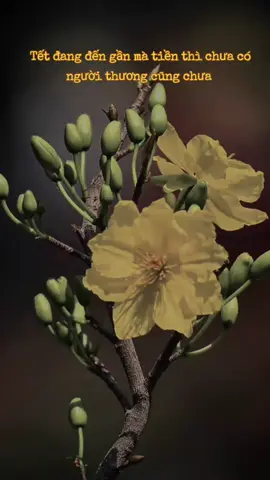 📢04/09/2025 Chỉ còn 165 ngày nữa là đến Tết Nguyên Đán 2026 (17/02/2026) 🧧🌸#xuhuong #fyp #tetnguyendan #tet2026 #nhacxuan 