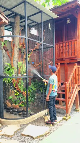 Aviary minimalis pule #aquascape #landscape #jungle #bird #paludarium 