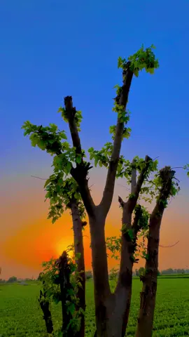 #پینڈاں_آلے #trending #foryoupage #dontunderreviewmyvideo #1million 