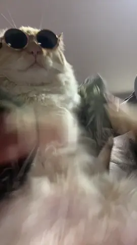#catsoftiktok 