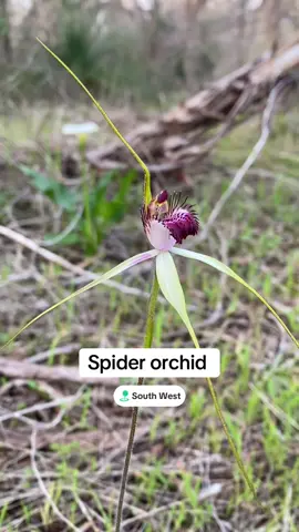 The spider orchids have started flowering. #orchids#flowers#perth#nature