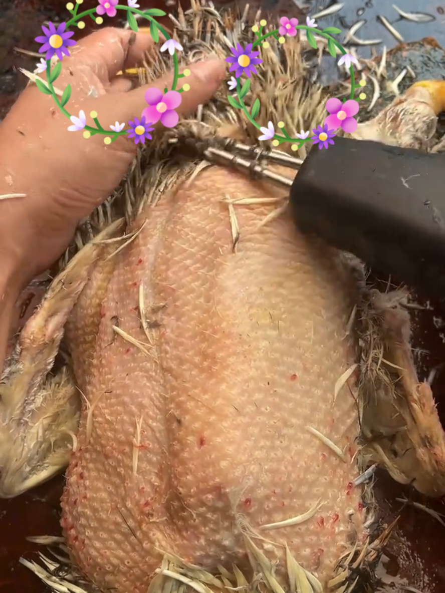 chấm mấy điểm đây.  #maynholongvitcamtay #maynholongmangvit #maynholongmangcamtay #maytialongvit #xuhuong2025 