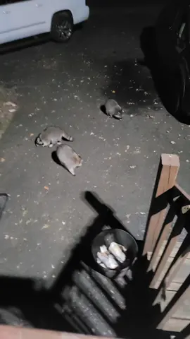 🦝 #raccoons do in fact chase laser pointers in case you were wondering 