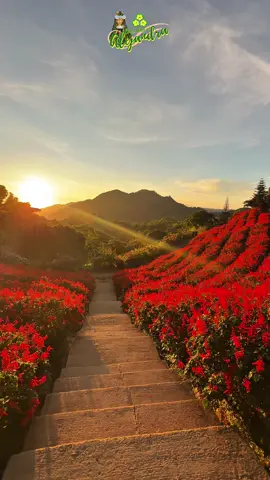 🌺 Don’t forget us when you visit Cebu! 🌺 We’re doing our very best to keep this breathtaking red flower field blooming until January 2026. 🌹✨ So don’t miss the chance—come and visit us now here at Buwakan ni Alejandra! 🌿💐 📍 Gaas, Balamban, Cebu #BuwakanNiAlejandra #CebuTravelandTours #cebutravel #VisitCebu #cebutouristspot 