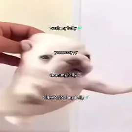 pibble. #pibble #pibblesoftiktok #dog #fyp #viral 