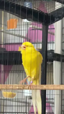 Rasmi siap gaprak gaprakan paman  #odbegalsquaad #kenariimport #fyp #kenarimania #xybca #capcut #fypシ゚viral #masukberanda 