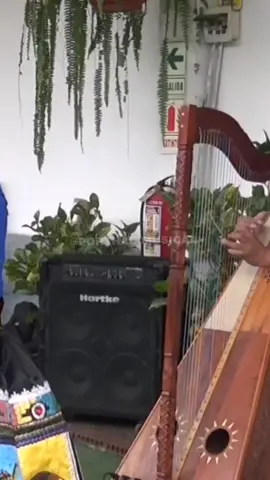 Éxito PERLITA DE CHAVIN 🪉 #perlitadechavin #huaynoconarpa #huayno_peruano_folklor #huayno_peruano #huaynodeoro 