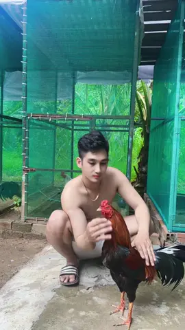 Thèm cơm Zk nấu quá 🤣🤣#bếntre #xuhuongtiktok #71bentre_xinchao🌴 #xh 