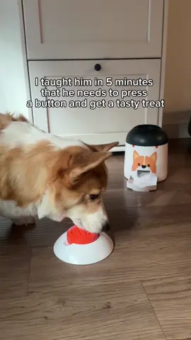 Fav toy😁 #dog #corgi #petlover #pet #viral 