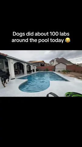#buckelwurmer #germanshepherd #pool #sportdogs 
