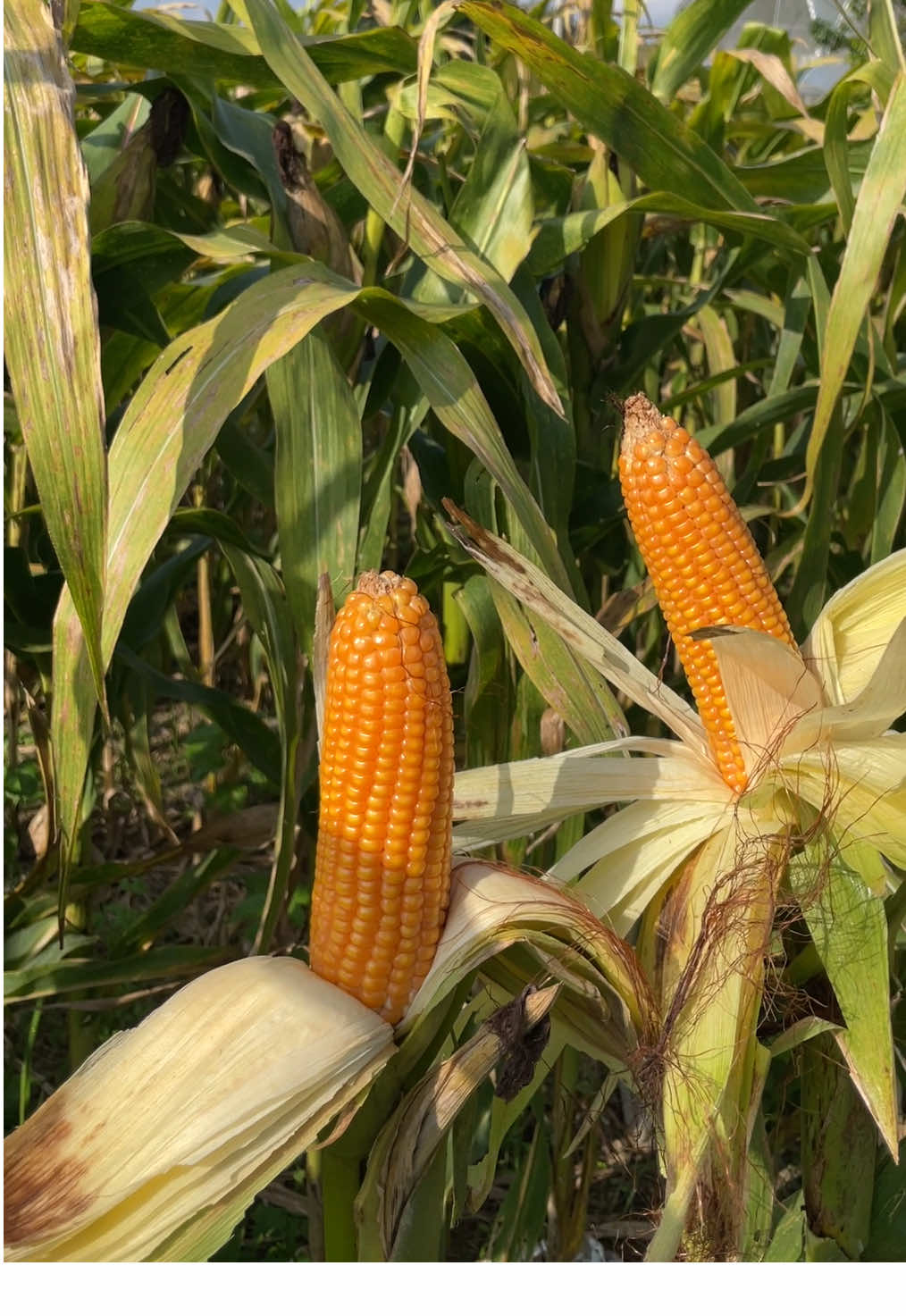 TANI tansah ngenteni bolo 🫡 #syngenta #jagungsyngenta 