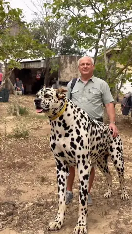 Beautiful animals #dog #animals #nature #creatorsearchinsights #fyp 