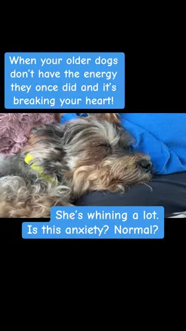 #dogsoftiktok #unconditionallove #dogs 