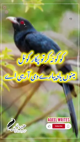 شعر پورا سنیں چس نہ آئ پیسے واپس۔ کو کو نہ کر تو پکار کوئل  مینوں یاد پیارے دی آ رہی اے #potwarisher #fyp #viral #unfreezemyacount #kashmirgroup 