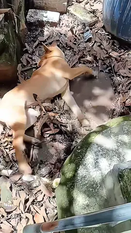 🥺#poordog #doglover #dogs #dogcute 
