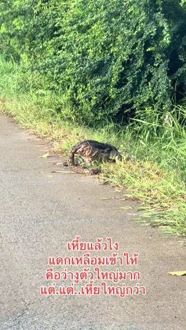 #เทรนด์วันนี้ #ตัวเหี้ยอะไร #งูเหลือม #