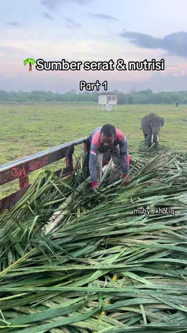 Blarak adalah sumber makanan yang dapat memenuhi kebutuhan gizi dan nutrisi, terutama serat. Di alam liar, gajah akan secara alami mencari sumber serat dan nutrisi dari bagian tumbuhan yang lebih keras seperti daun, kulit kayu dan ranting.  Gajah hebat ya bisa langsung motek blarak dengan sekali sentuhan 🌴🐘 #gajah #gajahsumatera #waykambas #elephant #lampung 