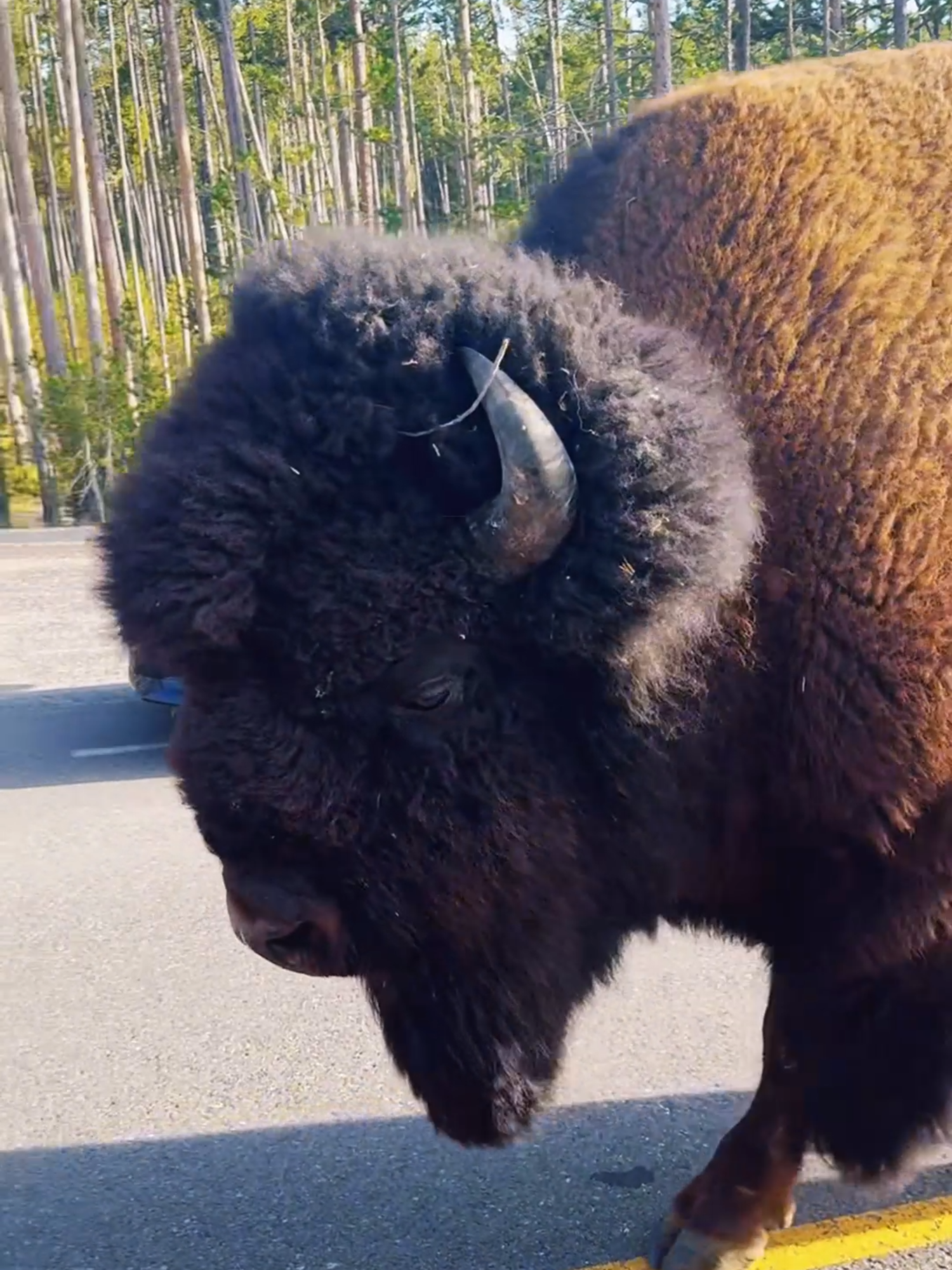Badan Segede Gaban tapi Larinya Ngebut! #Bison #HewanLiar #FaktaHewan #SatwaUnik #Wildlife #NorthAmerica #HewanBesar