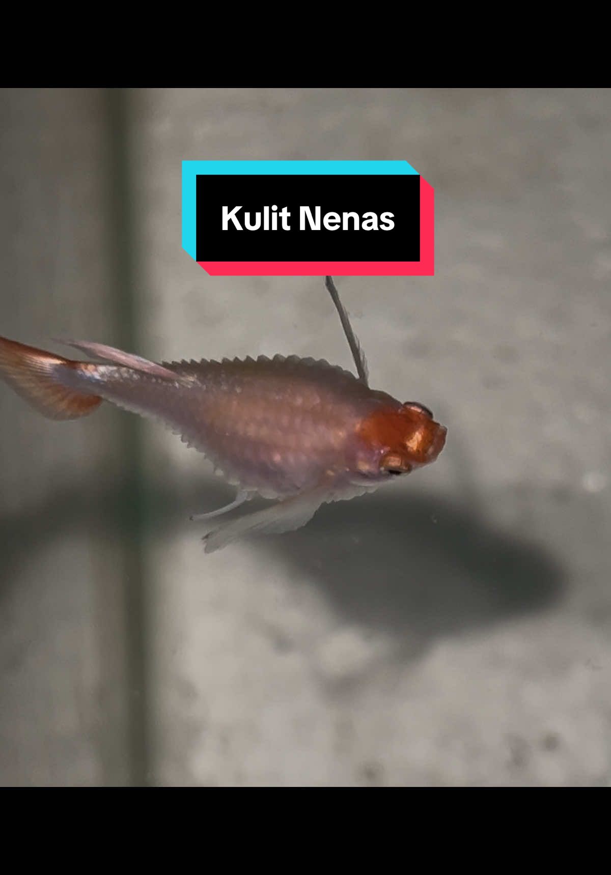 Penyakit Kulit Nenas 🥹 #guppy 