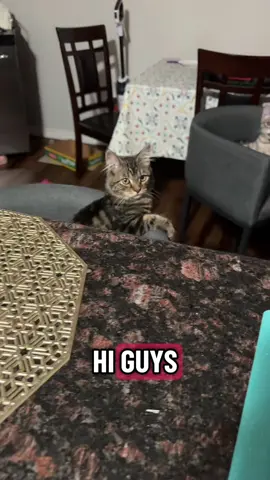 They live the chairs #cats #kittens #cute #gatitas #gatos 