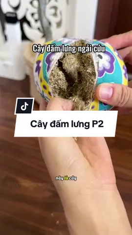 Cây đấm lưng ngải cứu thảo dược #caydamlungngaicuu #caydamlungthaoduoc #review #hienngangreview✅ #xuhuong 