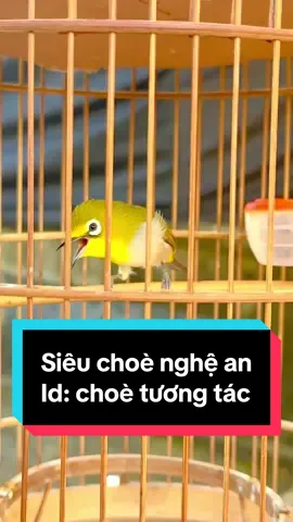 Khuyên líu choè đặc cực phê #khuyenliuchoe #khuyenliucamtay #chimkhuyen #mạnhmộc #manhmoc 